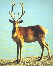 cervus albirostris  别称:岩鹿,白鼻鹿,黄鹿,哈马(藏语)  界:动物界