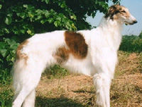 苏俄牧羊犬