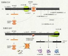 是指细胞在生命过程中,把储存在dna顺序中遗传信息经过转录和翻译